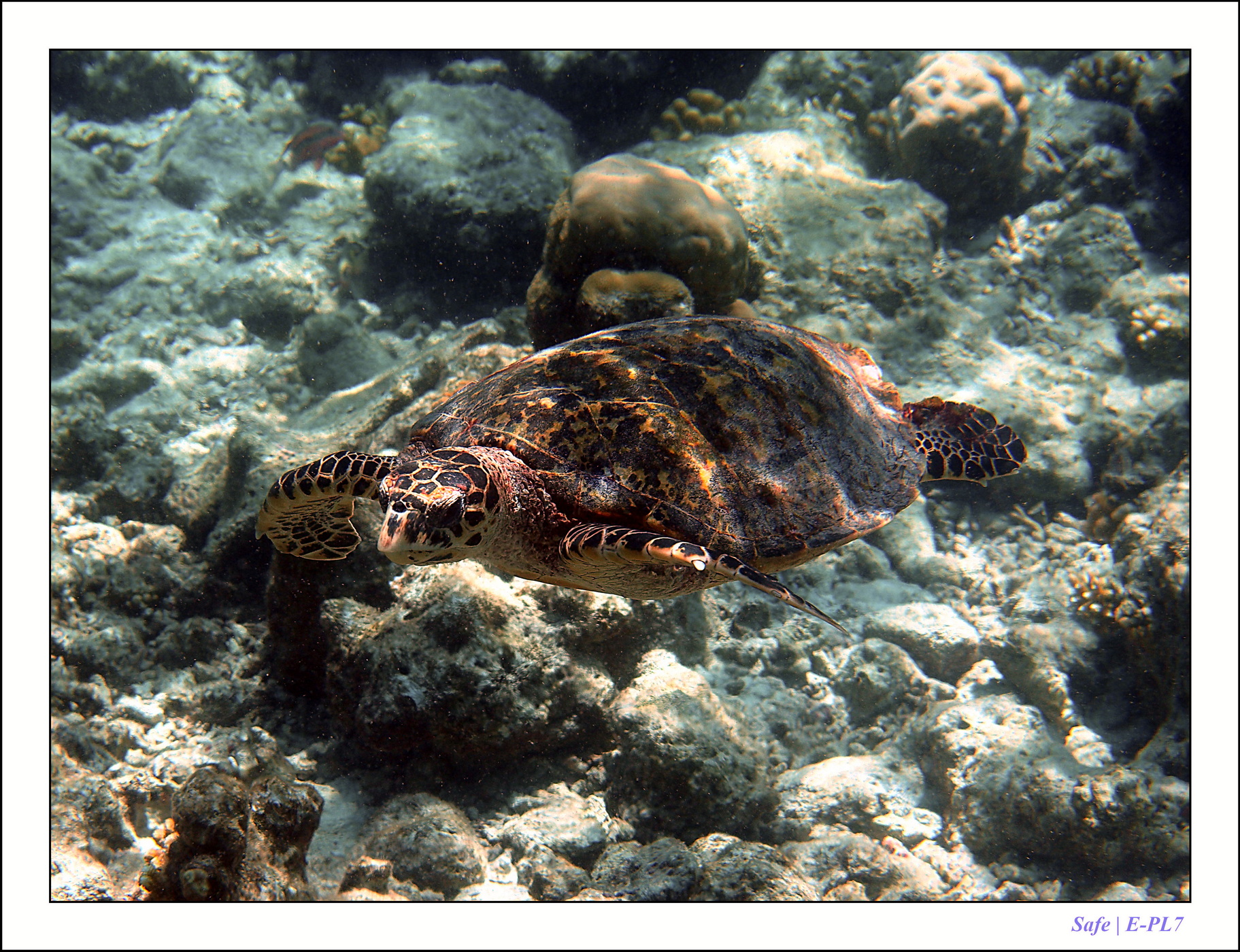 2022 - 07 - snorkeling Maldives - 043